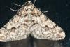 Agriopis leucophaearia